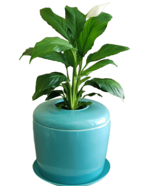 The Living Urn Indoors / Patio - Farris